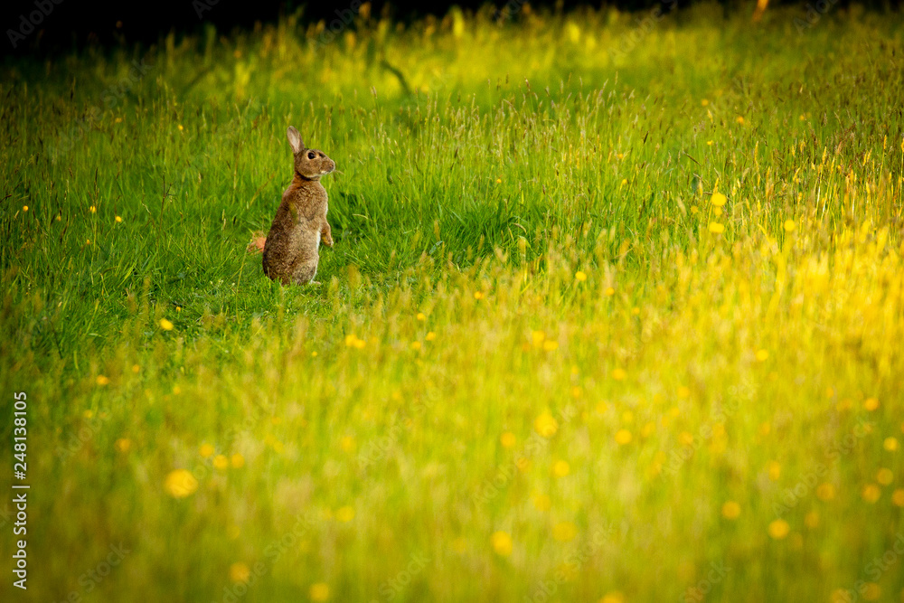 rabbit in field of grass and buttercups