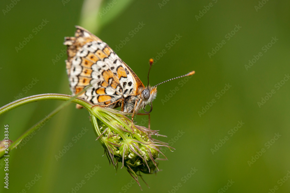 Butterfly in natural environment Butterfly in natural environment