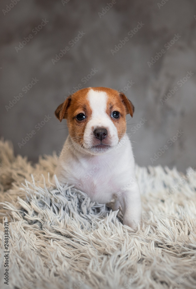 Jack Russell Terrier puppy with spots on the face, sitting on a terry carpet with a white nap on a gray background