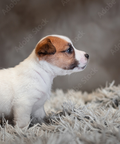 Fototapeta Naklejka Na Ścianę i Meble -  Jack Russell Terrier puppy with spots on the face, sitting on a terry carpet with a white nap on a gray background