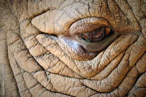  eye of elephant © Akarat