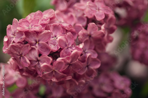 Spring branch of blossoming lilac