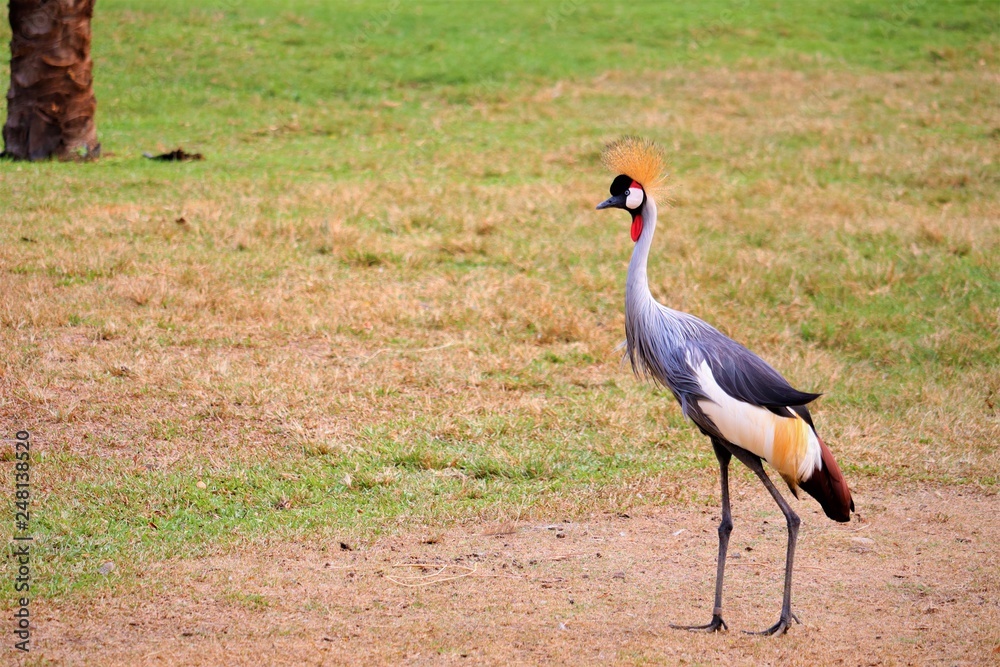 Fototapeta premium crowned crane