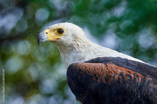 African fish eagle  Haliaeetus vocifer  