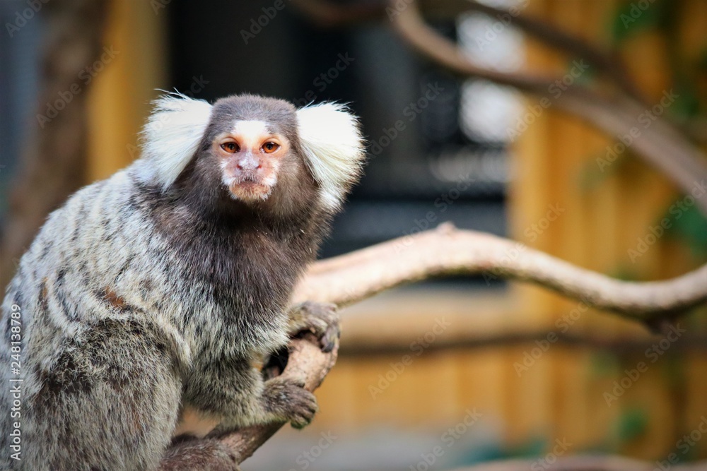 Obraz premium marmoset monkey
