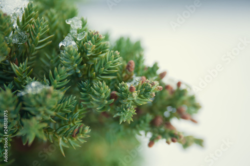 the snow on the needles of the fir trees close up