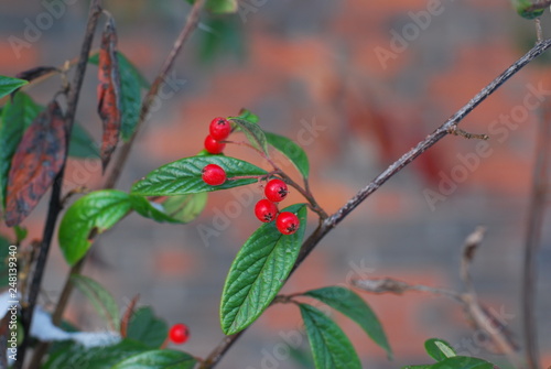 Weidenblättrige Felsenmispel (Cotoneaster salicifolius var. floccosus) im Winter photo