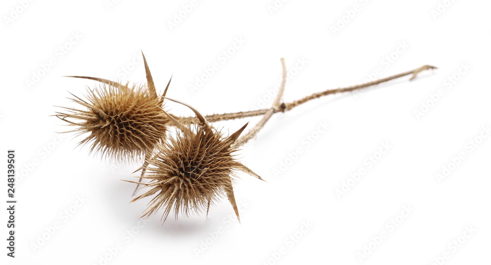 Dry burdock, thistle isolated on white background