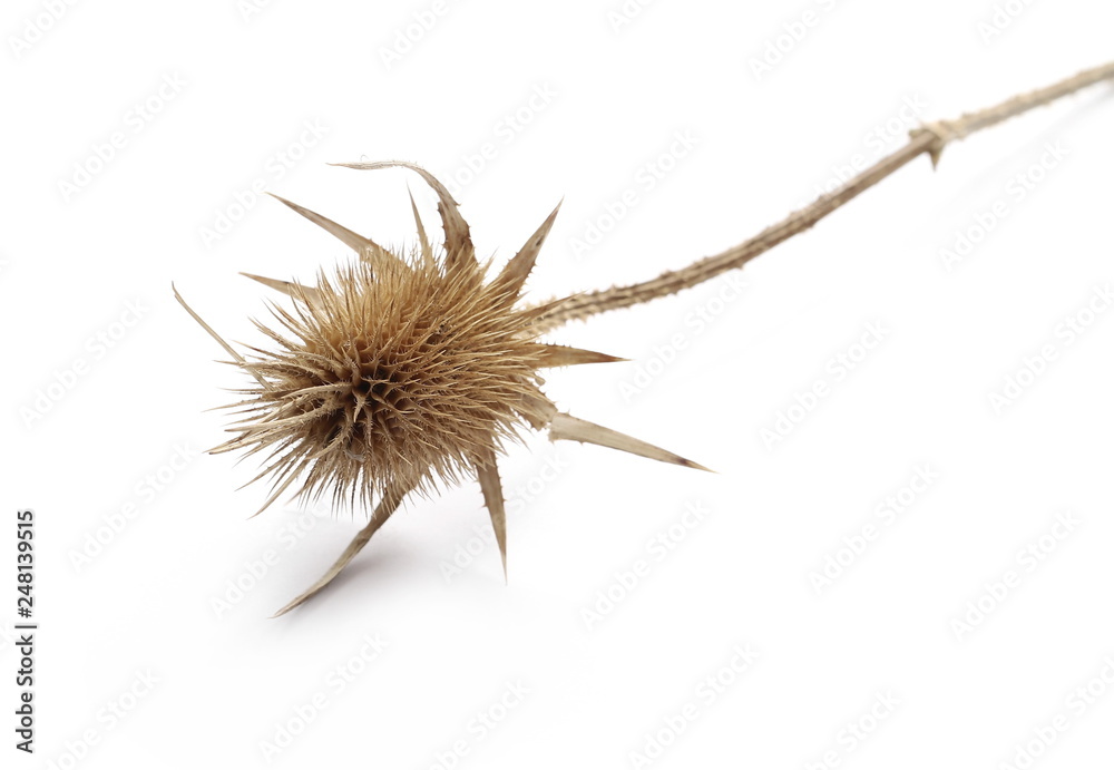 Dry burdock, thistle isolated on white background