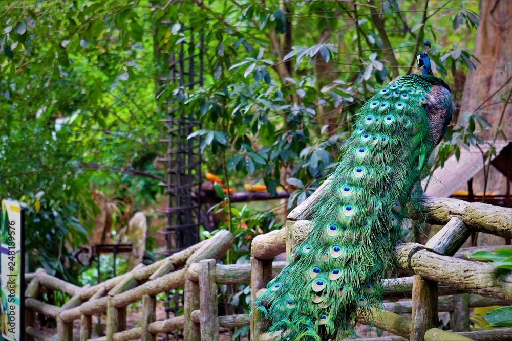 Naklejka premium Peafowl