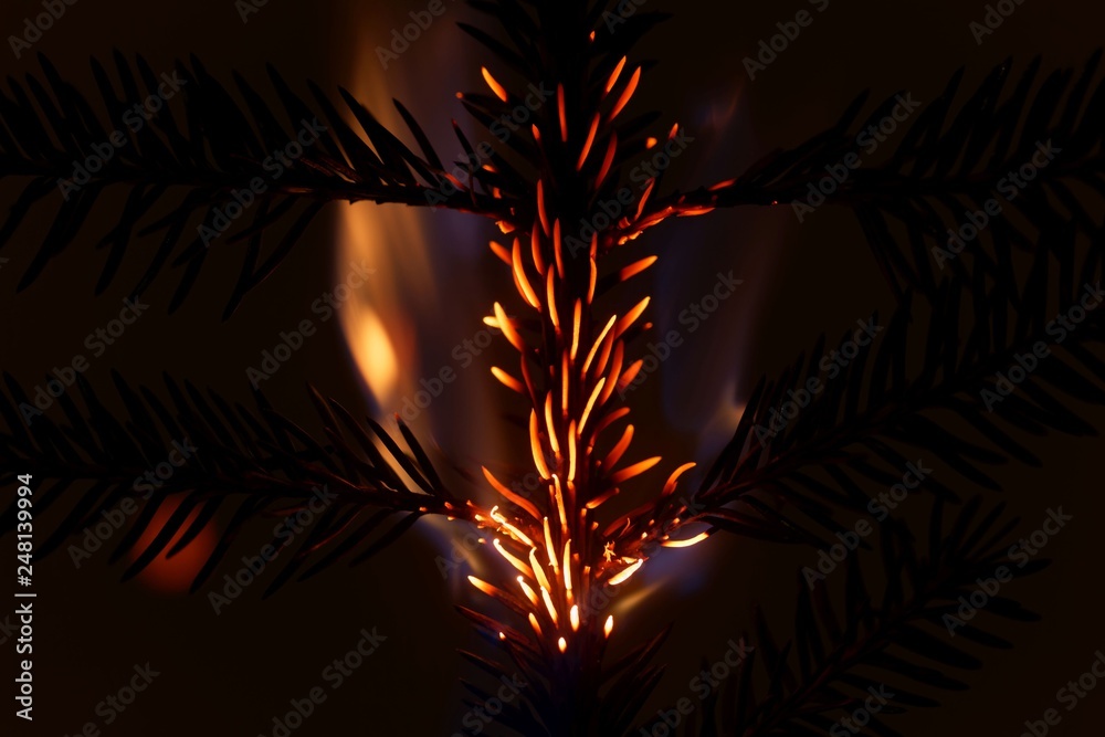 Burning and glowing pine needles with a dark background Burning and glowing pine needles with a dark background