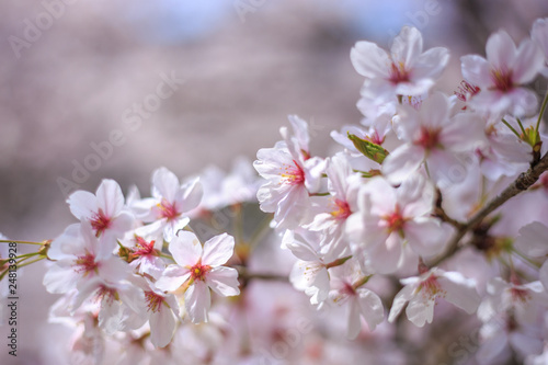 桜の花