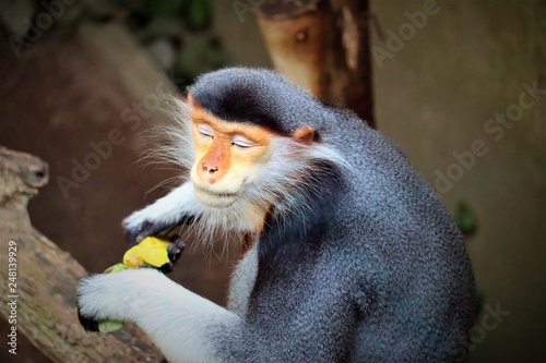 Red-shanked Douc Langur  photo
