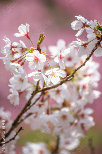 桜の花