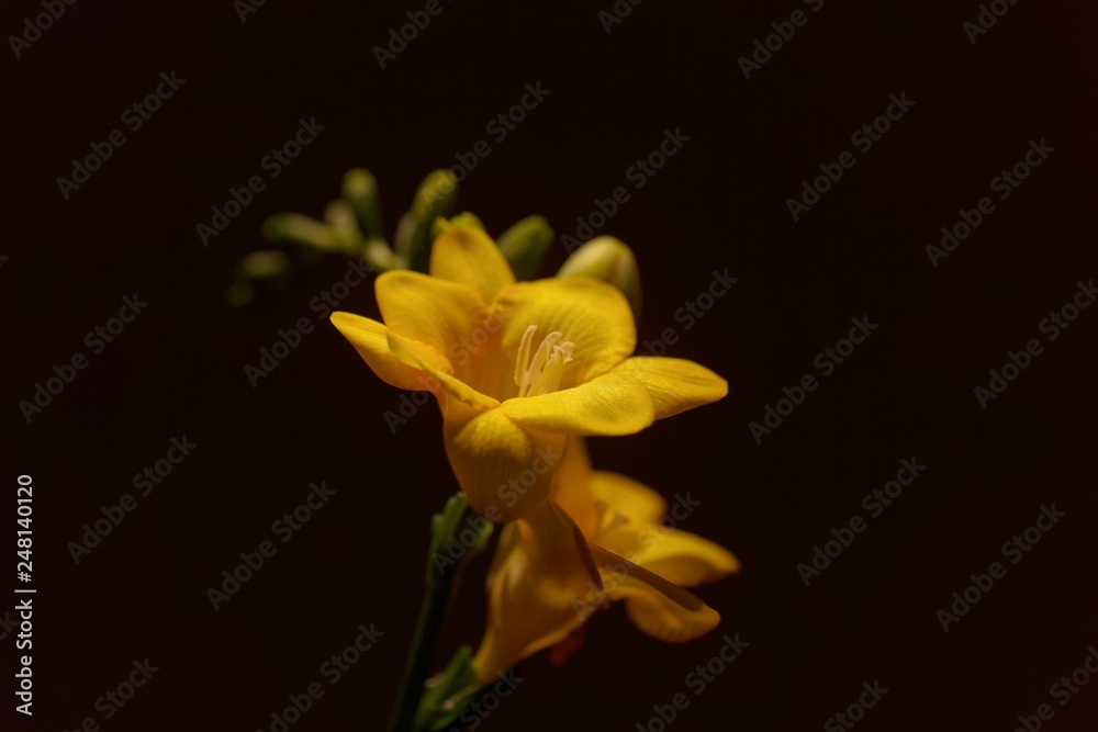 Blossoms of a cultivated yellow Freesia (Freesia refracta) Blossoms of a cultivated yellow Freesia (Freesia refracta)