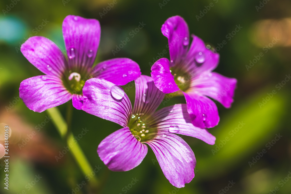 ムラサキカタバミの花 ムラサキカタバミの花