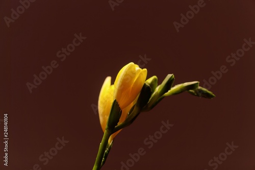 Blossoms of a cultivated yellow Freesia (Freesia refracta)