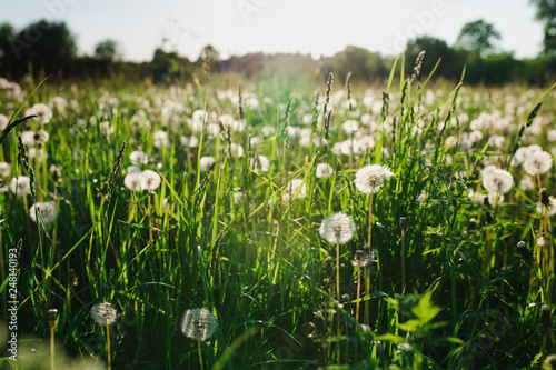 A dandelions in the green field