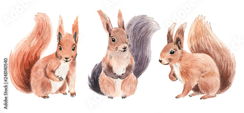 Realistic squirrels in watercolor style.