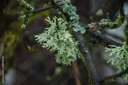 Deprive Evernia plum close up