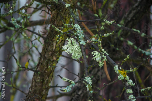 Tree infected with lichen evernia plum photo