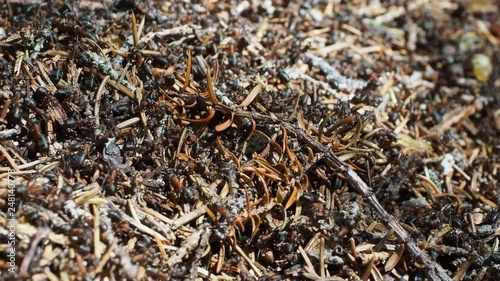 Closeup footage of an anthill with working ants and some pine needles in the summertime forest.