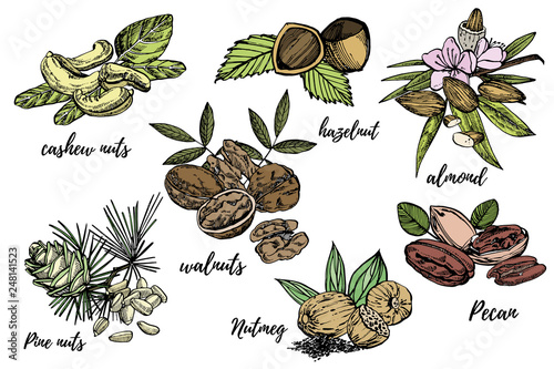 Almonds, Pecan, Cashew nuts, Hazelnut, Pine nuts, Walnuts and Nutmeg sketch illustrations. Vector Hand drawn illustrations isolated on white background.