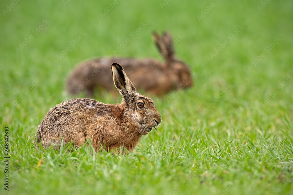 European brown hare, lepus europaeus in summer with green blurred background. Detailed close-up of wild rabbit. European brown hare, lepus europaeus in summer with green blurred background. Detailed close-up of wild rabbit.