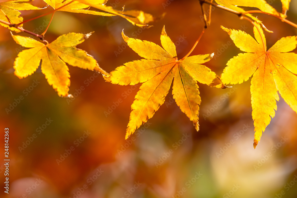 日本の紅葉 日本の紅葉
