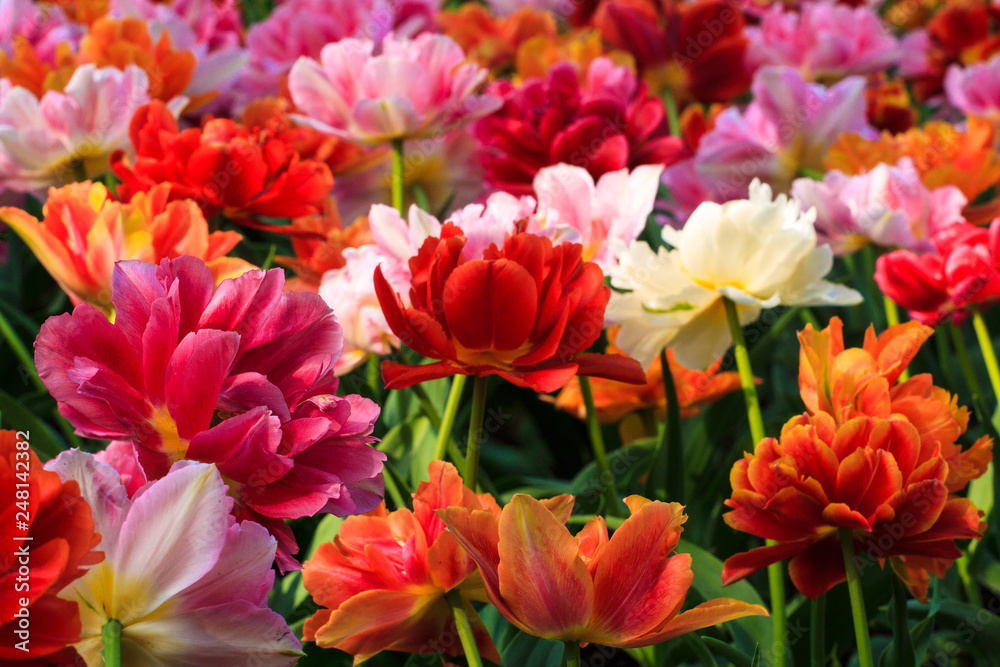 All the colors of the tulips