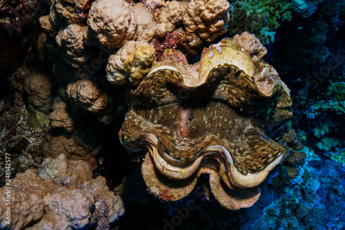 Giant clam at the Red Sea, Egypt