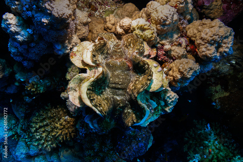 Giant clam at the Red Sea, Egypt © Mina Ryad
