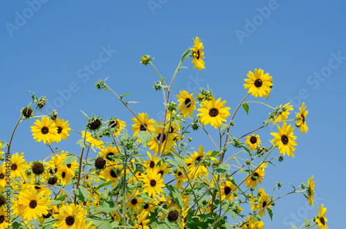 Fototapeta Naklejka Na Ścianę i Meble -  beautiful of Sunflower (Helianthus annuus) in field with blue sky
