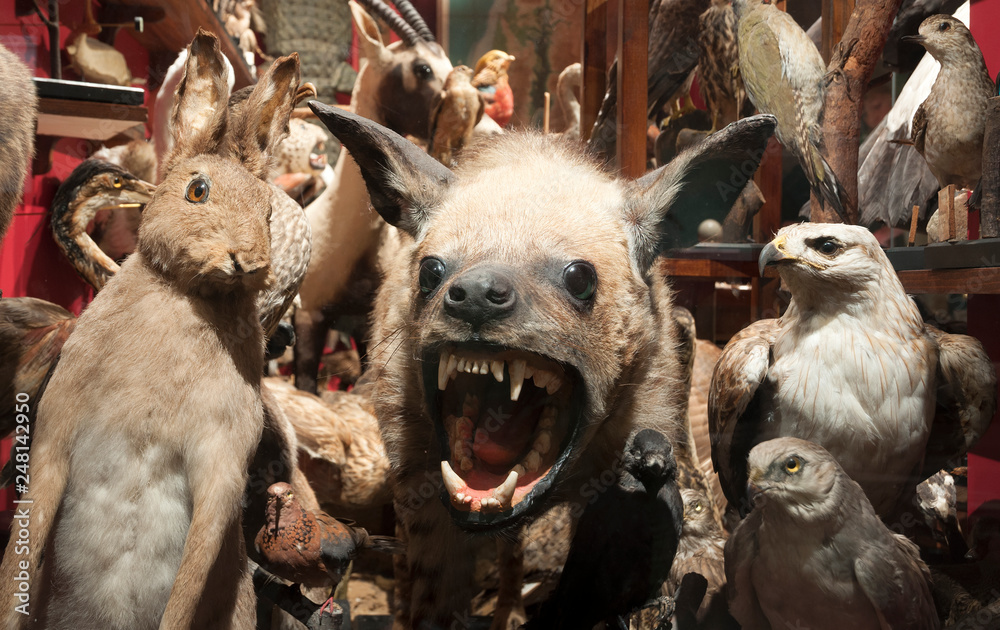 Animals, hyena Animals, hyena