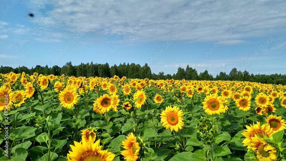 field of sunflowers field of sunflowers