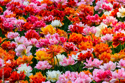 All the colors of the tulips