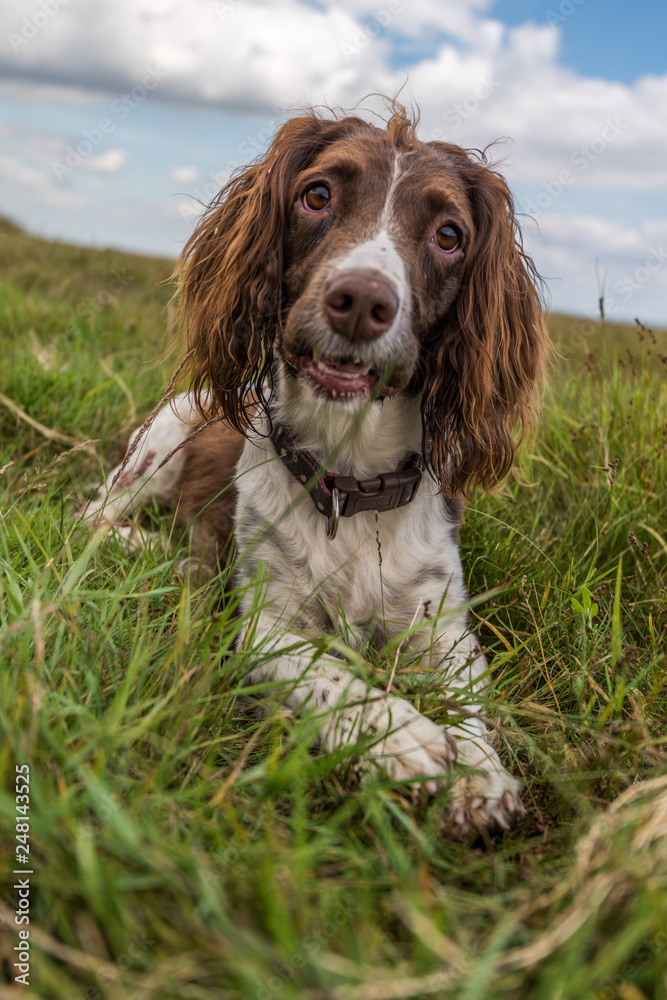 Brown and white springer spaniel laying down on the grass in field.