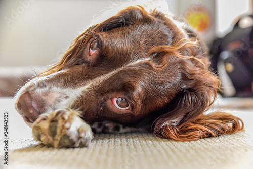 Fotografie Head shot of a brown and white springer spaniel laying down on the a carpet