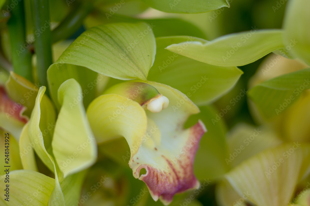 Obraz premium 潮騒のメモリー