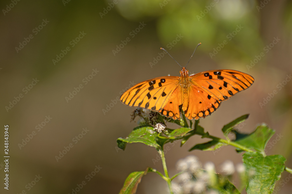 Obraz premium Vanillefalter (Agraulis vanillae)