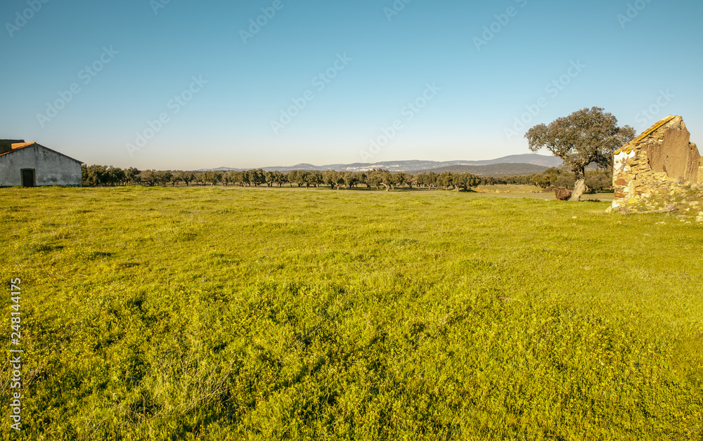 Typical Farmland Landscape in Alentejo Portugal