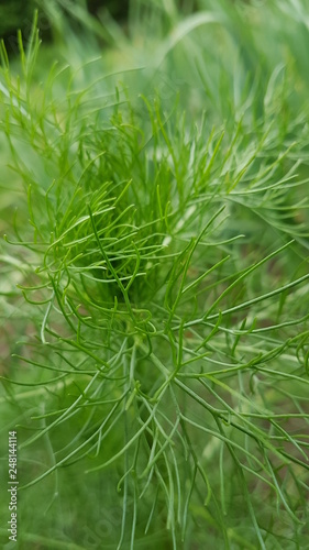 Dill in the garden