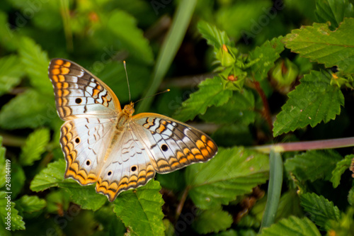 Weißer Pfau (Anartia jatrophae)