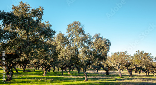 Typical  Cork Oaks Grove and Pasture Landscape in Alentejo Portugal