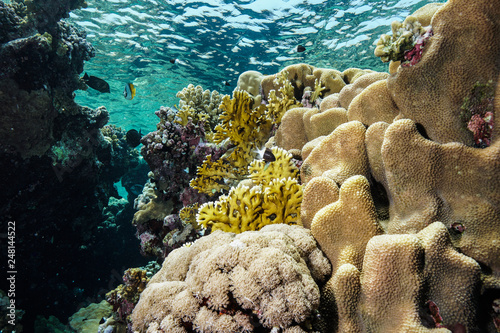 Fototapeta Naklejka Na Ścianę i Meble -  Coral Reef at the Red Sea Egypt