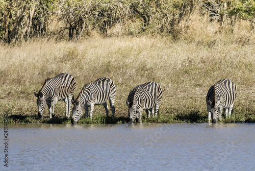 Herd of zebras in the African savannah