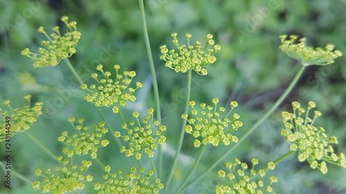  Blooming dill