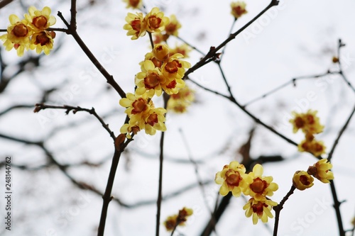 花 蠟梅 梅 2がつ 茨城