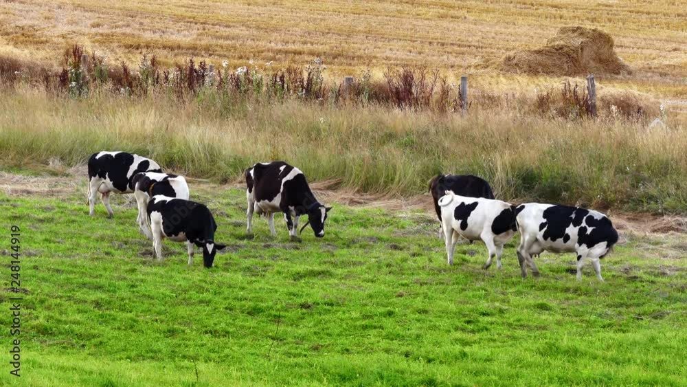 A herd of cows grazing in a field in late summer. Green grass and yellow harvested rye field. A herd of cows grazing in a field in late summer. Green grass and yellow harvested rye field.