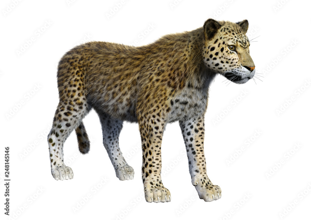 3D Rendering Big Cat Leopard on White 3D Rendering Big Cat Leopard on White